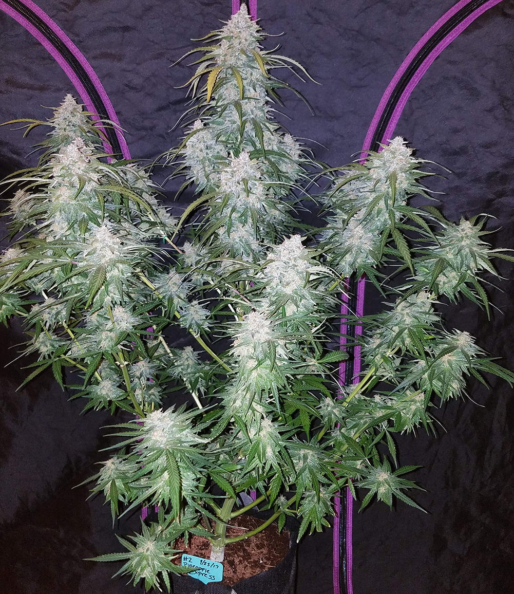 A Fast' Buds Pineapple Express grown by @bangdangbuds on Instagram