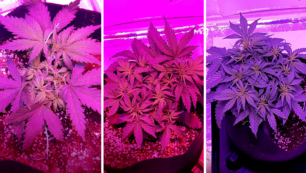 Chemdawg auto guide: week 4 Chemdawg auto guide: week 4