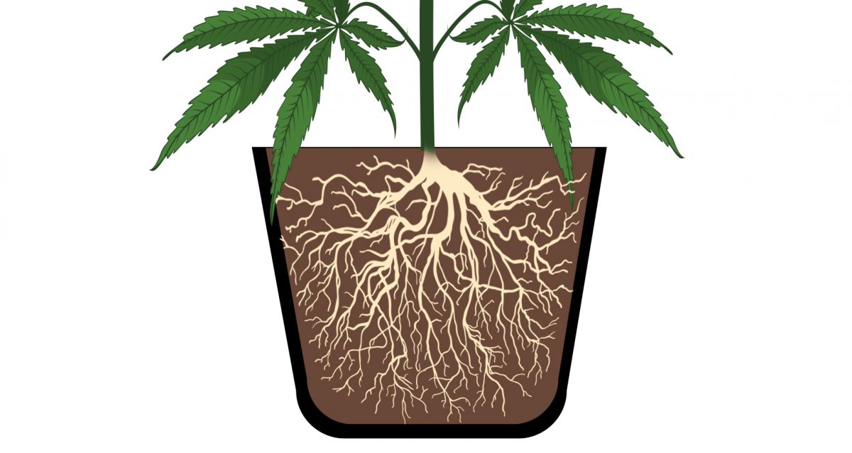 Cannabis plants anatomy: roots
