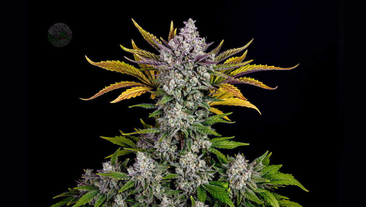 Gorilla cookies auto Gorilla cookies auto