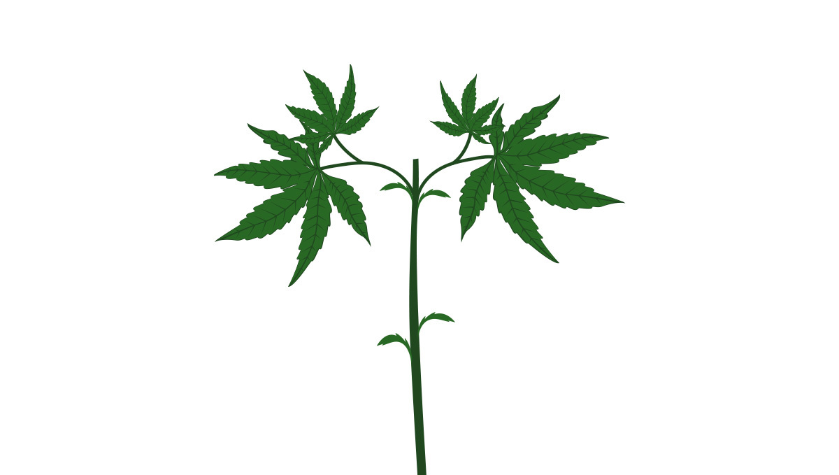 Main-lining: remove all growth below where you topped Main-lining: remove all growth below where you topped