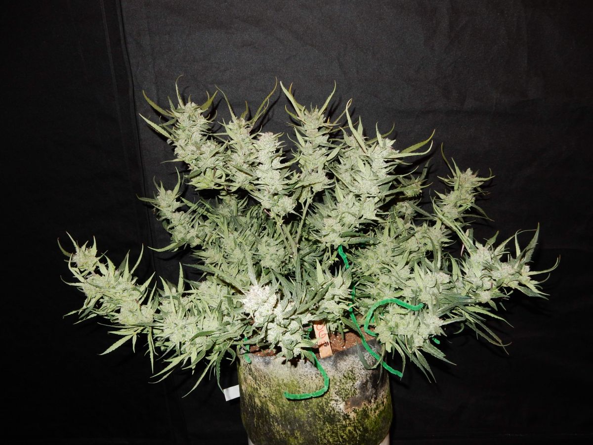 Fast-Buds-West-Coast-OG-Kush.jpg Fast Buds' West Coast OG Kush