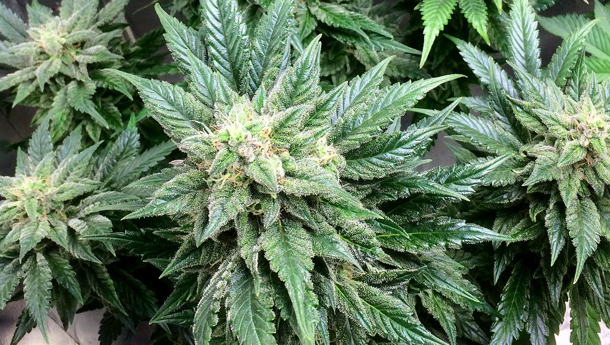 BubbleGum Auto: history