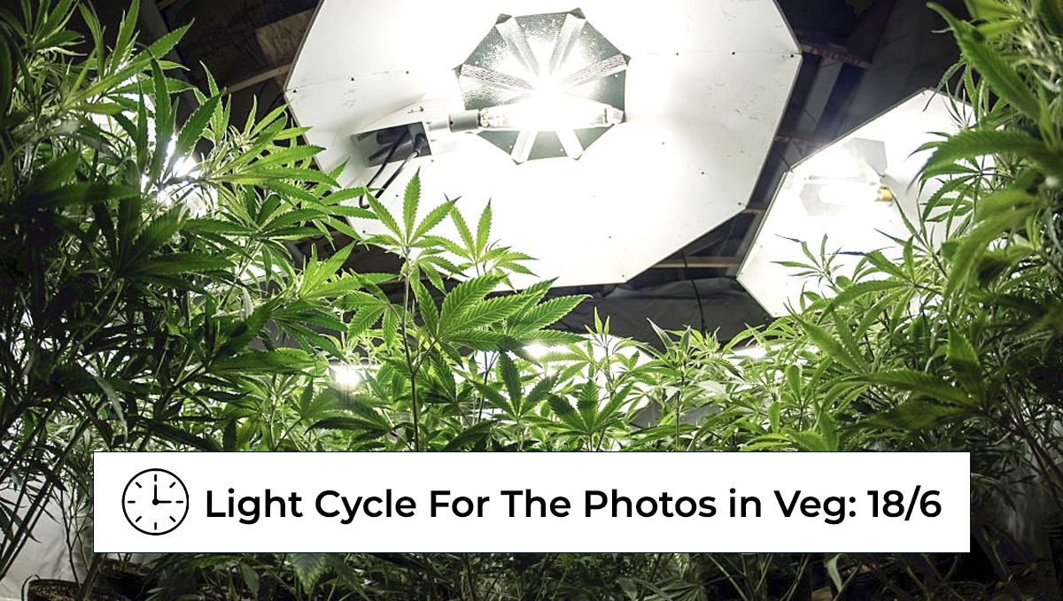 Best light schedule for cannabis in the vegetative stage: light schedules indoors Best light schedule for cannabis in the vegetative stage: light schedules indoors