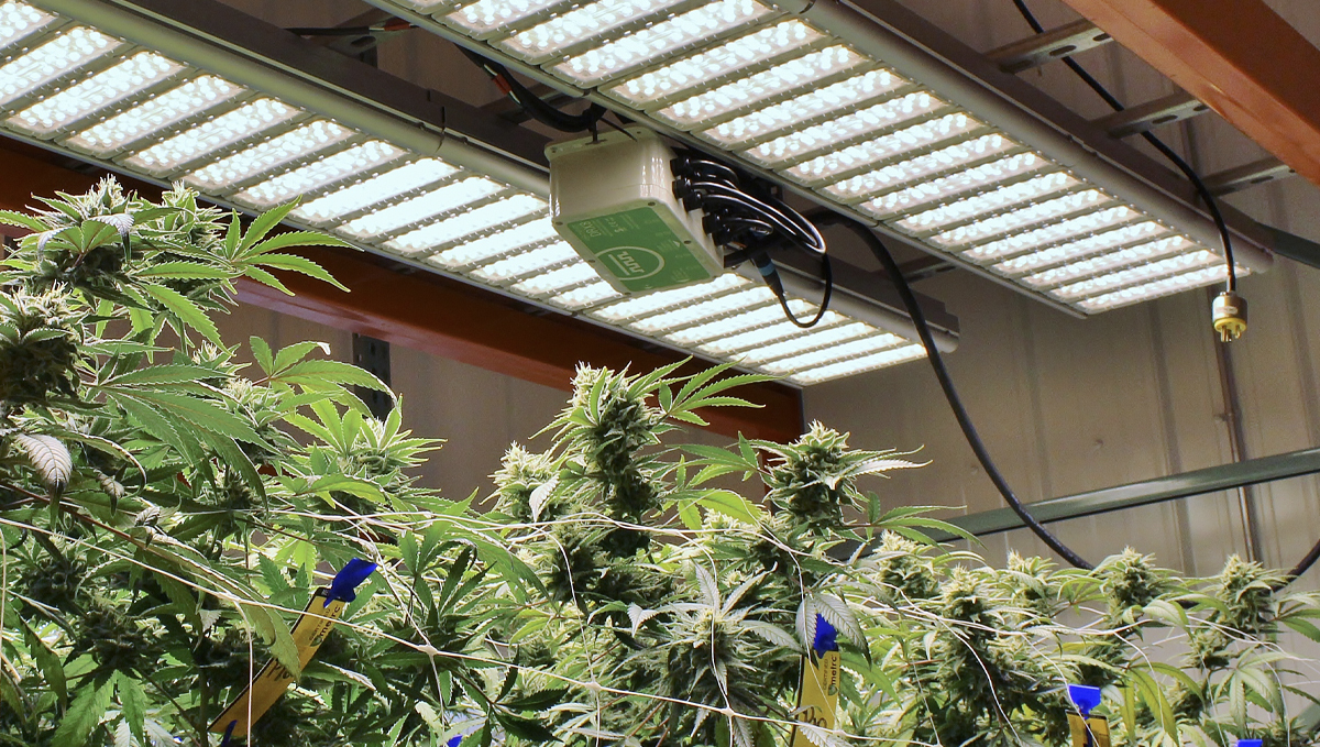 Best light spectrum for autos: white light