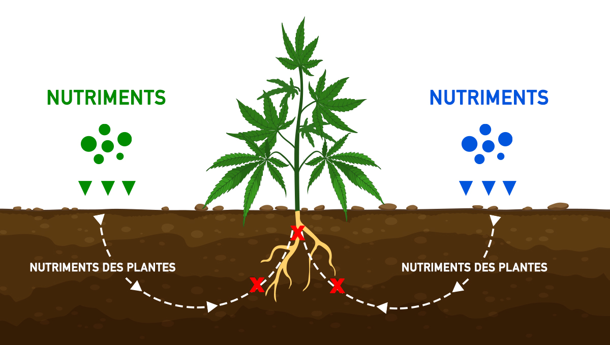 nut_lock_fr.jpg Prévenir et traiter le blocage des nutriments: blocage des nutriments
