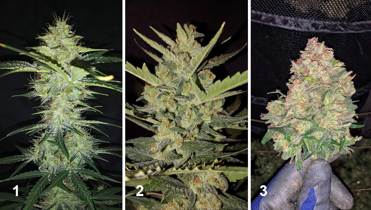 Northern Lights: week 9