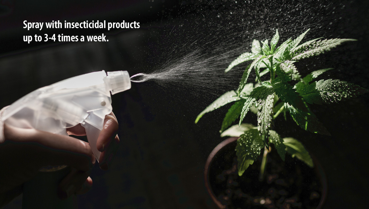 Broad mites: how to deal Broad mites: how to deal