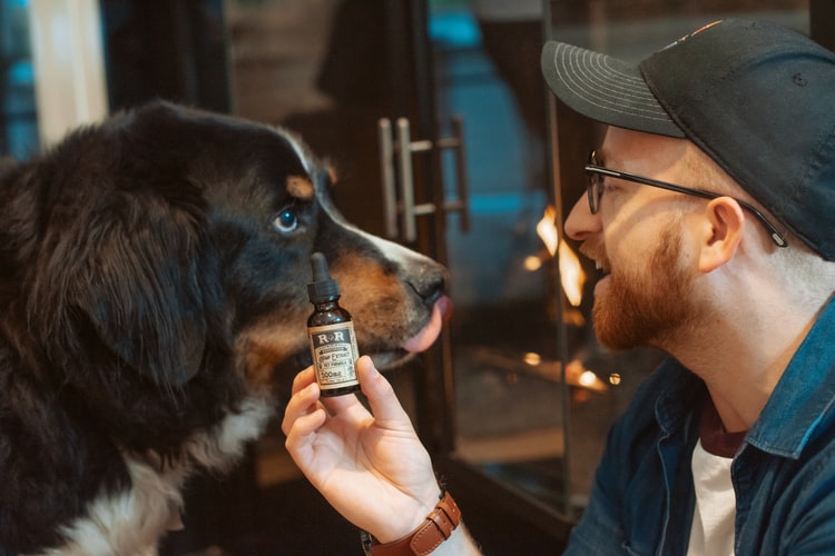Is Cannabis Safe for Pets?: CBD for dogs