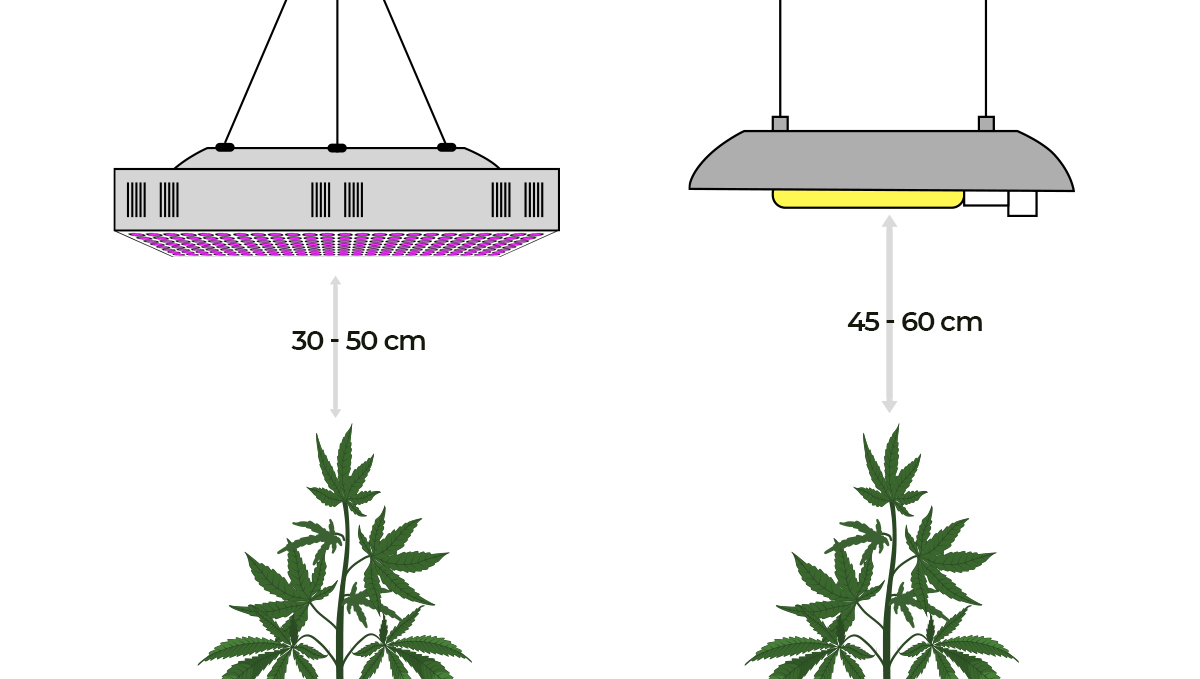 How the environment affects buds: light distance