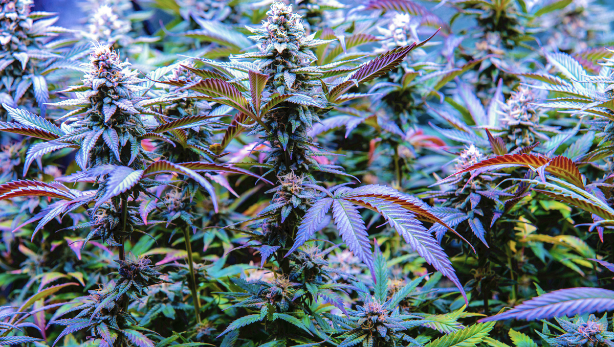 Why do cannabis turns purple?: genetics