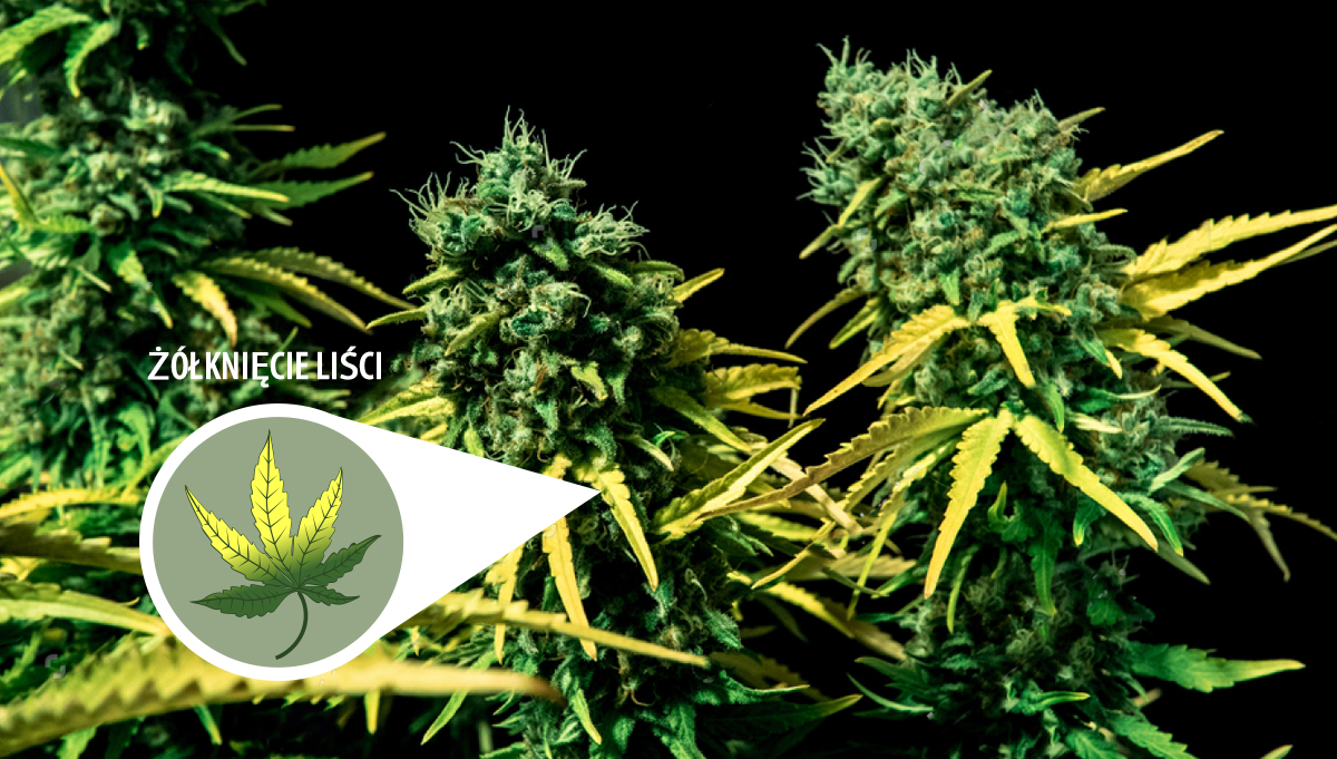 Harvest Your Autoflowering Cannabis: yellowing leaves