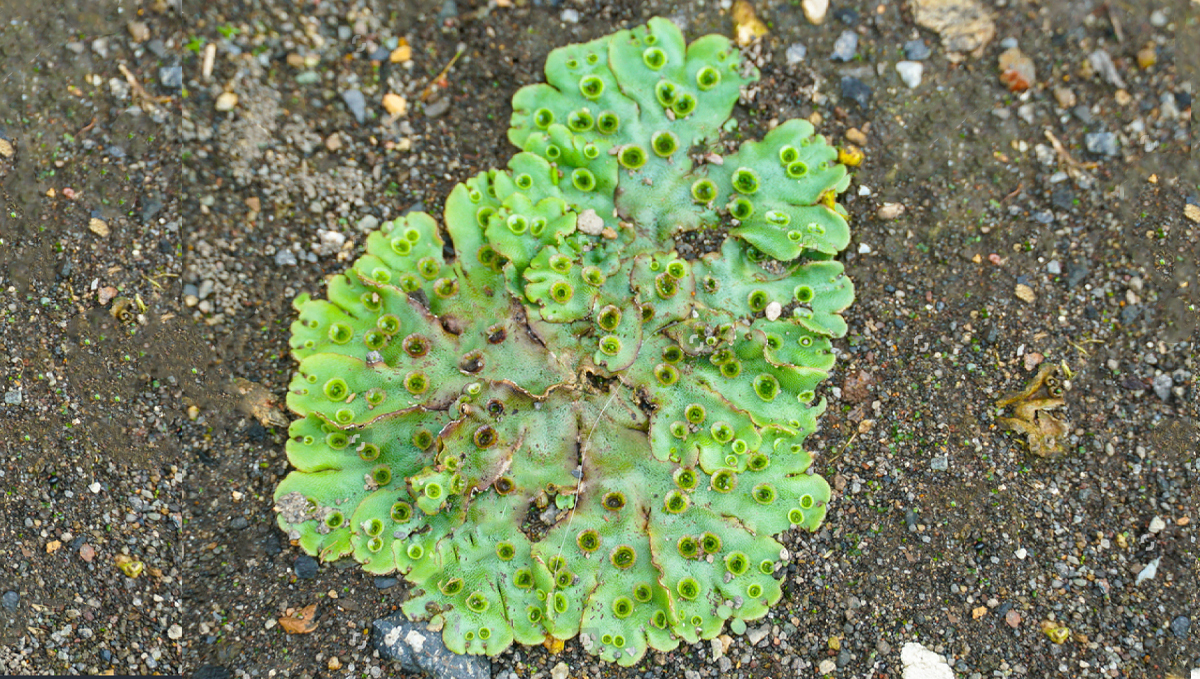 Non-marijuana cannabinoids: japanese liverwort