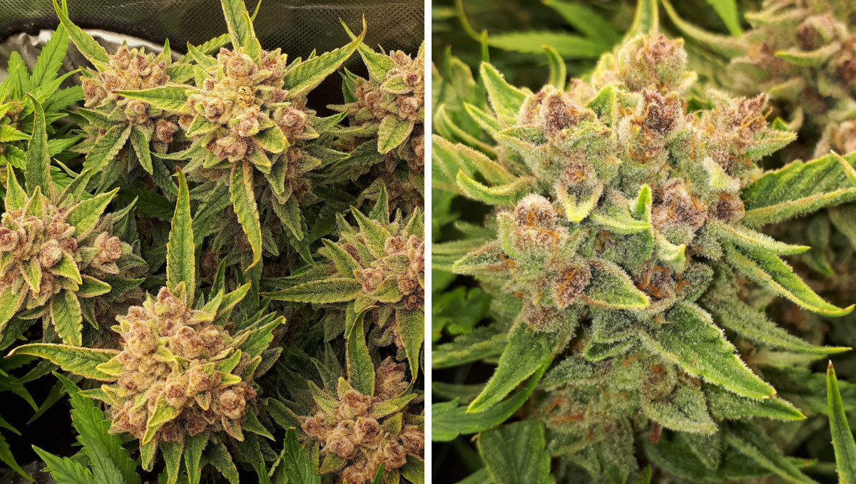 Strawberry Pie Auto Cannabis Strain Week-by-Week Guide: Very tight and dense golf-sized purplish nugs Strawberry Pie Auto Cannabis Strain Week-by-Week Guide: Very tight and dense golf-sized purplish nugs