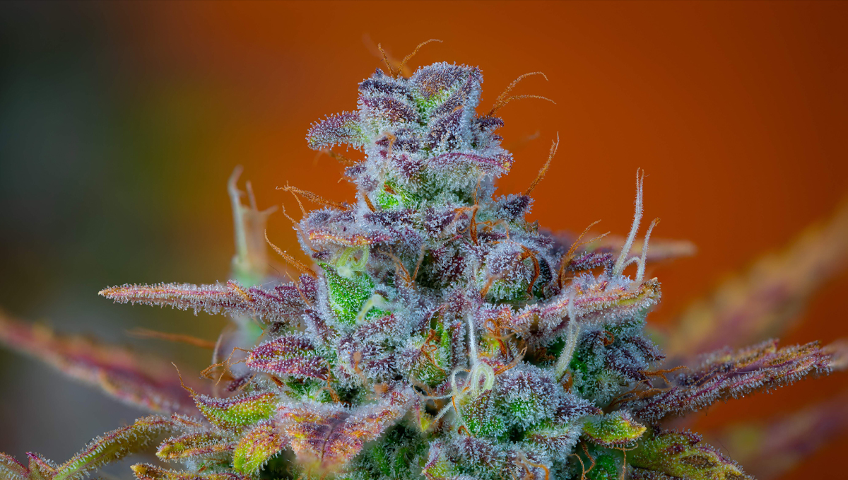 Orange Sherbet Auto Cannabis Strain Week-by-Week Guide: A product photo