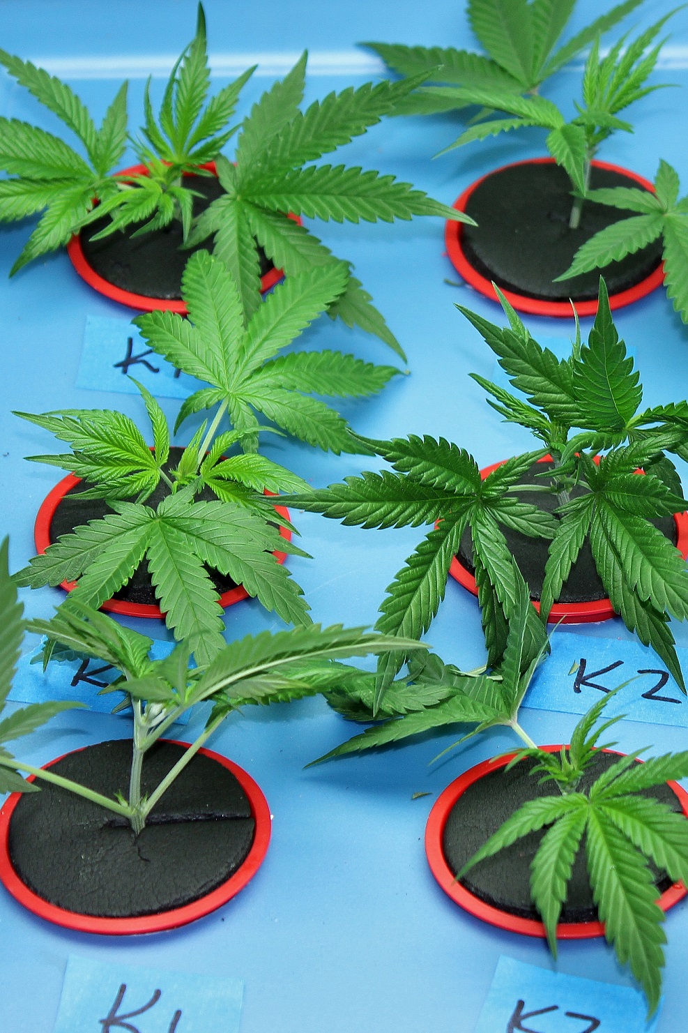 Can I Make Clones from Autoflowering Plants?: cloning many marijuana plants