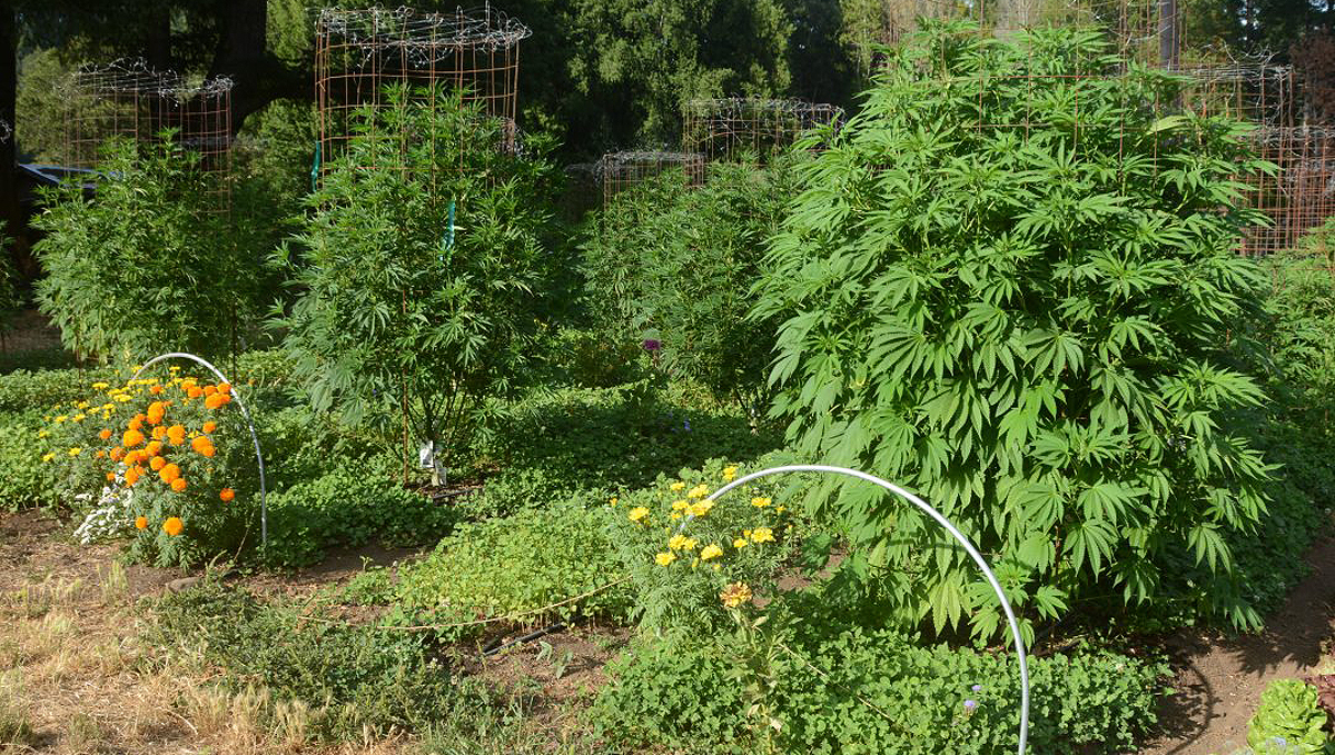 Companion plants for cannabis: biological pest control Companion plants for cannabis: biological pest control