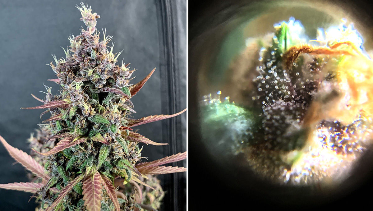 Basics of growing autos in soil: week 10