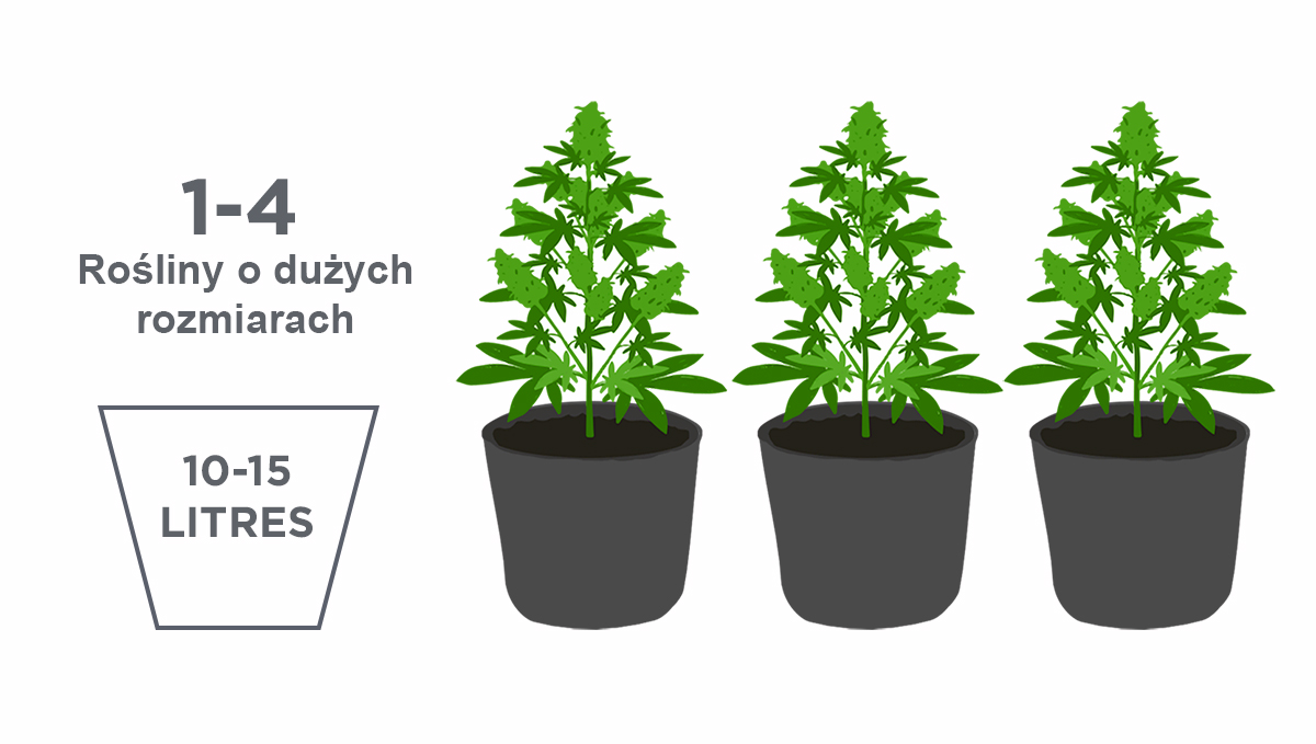 large_plants_pol.jpg Best pot size for autoflowers: large-sized plants