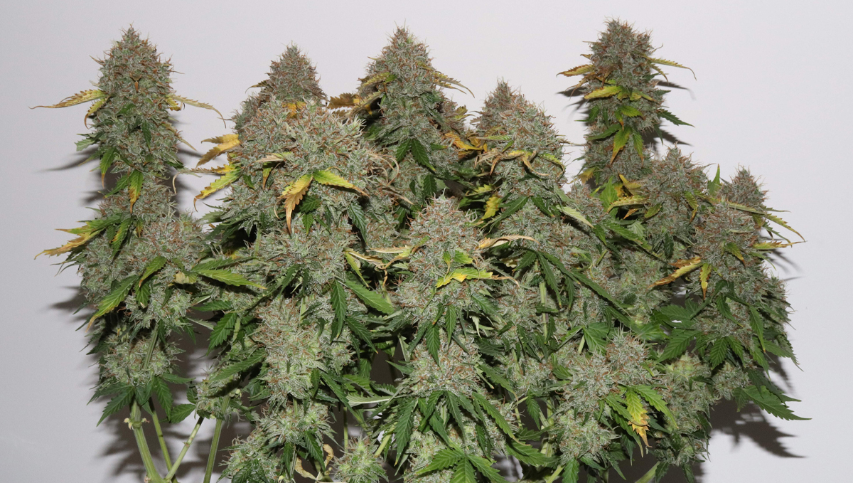 Top 10 strains to grow outdoors: Bush of Gorilla Glue Auto