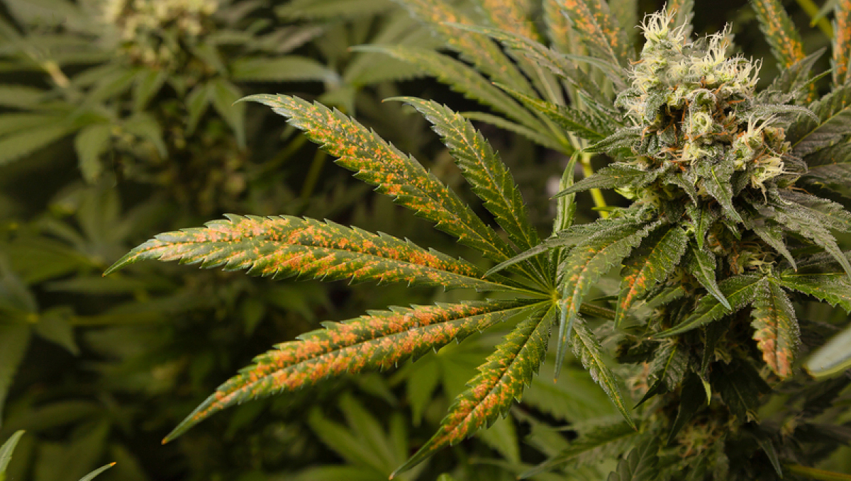 Deficiencias de nutrientes del cannabis: micronutrientes