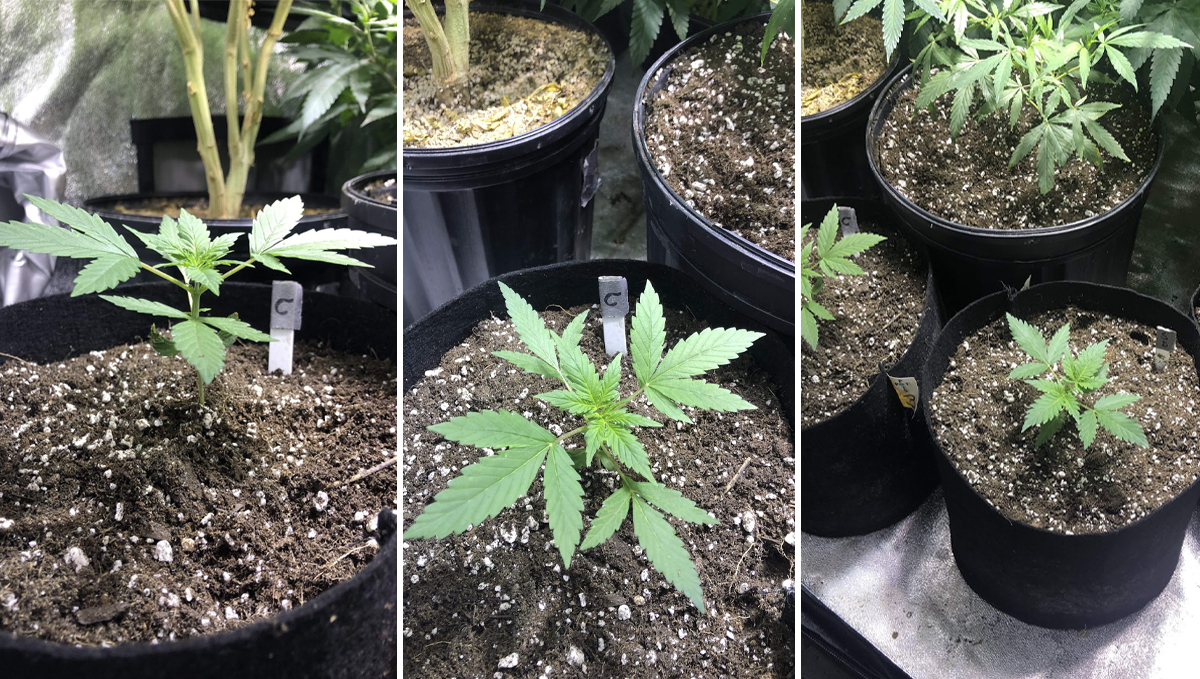 Cheese Auto: week 3