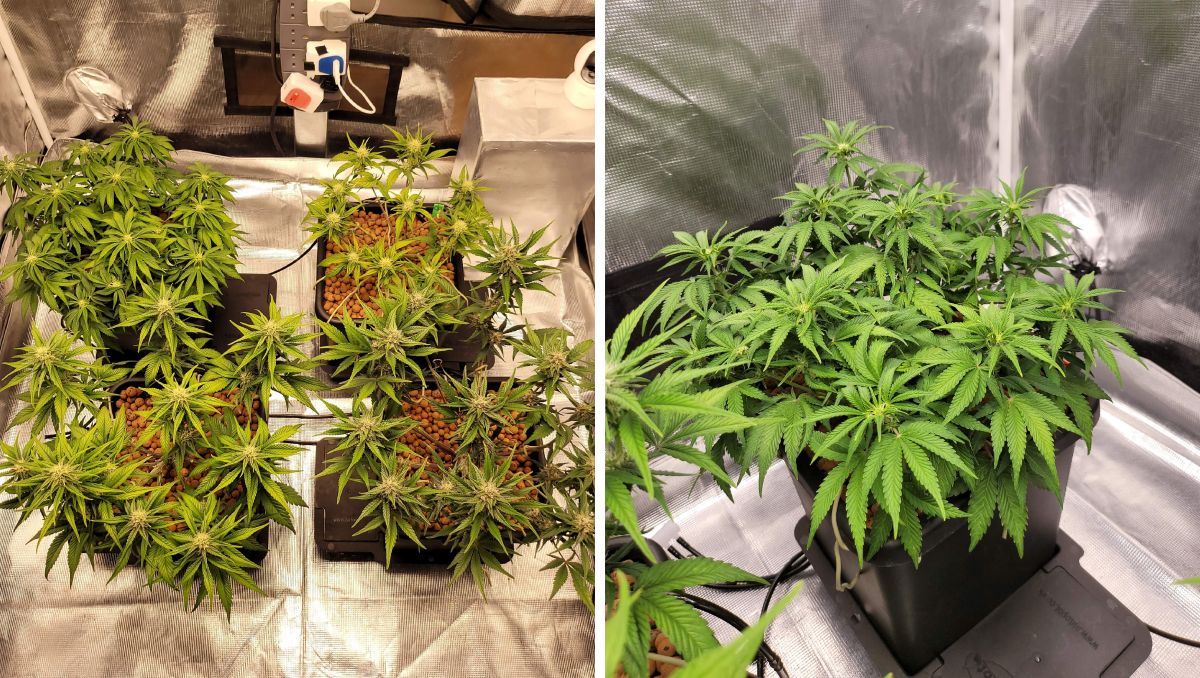 Gorilla Cookies Auto, guía semanal de la variedad: Consecuencias de la defoliación Gorilla Cookies Auto, guía semanal de la variedad: Consecuencias de la defoliación