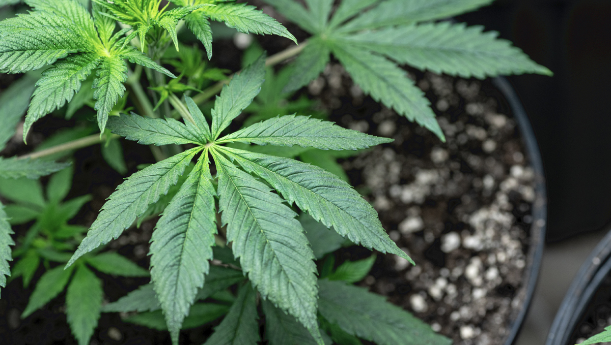 Cannabis and mycorrhizae: benefits Cannabis and mycorrhizae: benefits