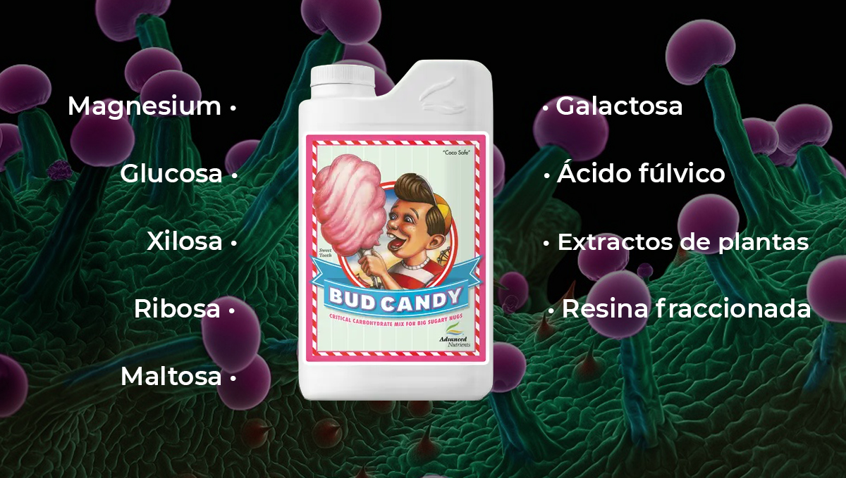 Nutrientes avanzados para autoflorecientes: bud candy Nutrientes avanzados para autoflorecientes: bud candy