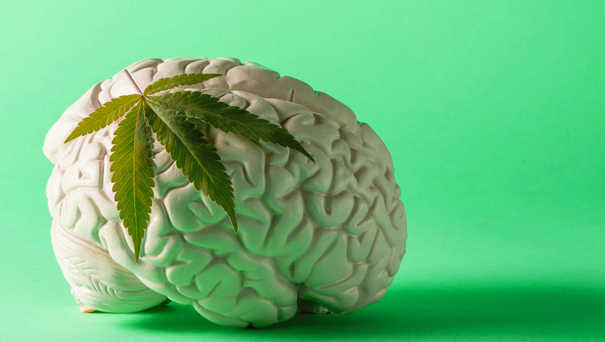 When we use cannabis frequently, the brain gets used to it, so we may need a t-break.