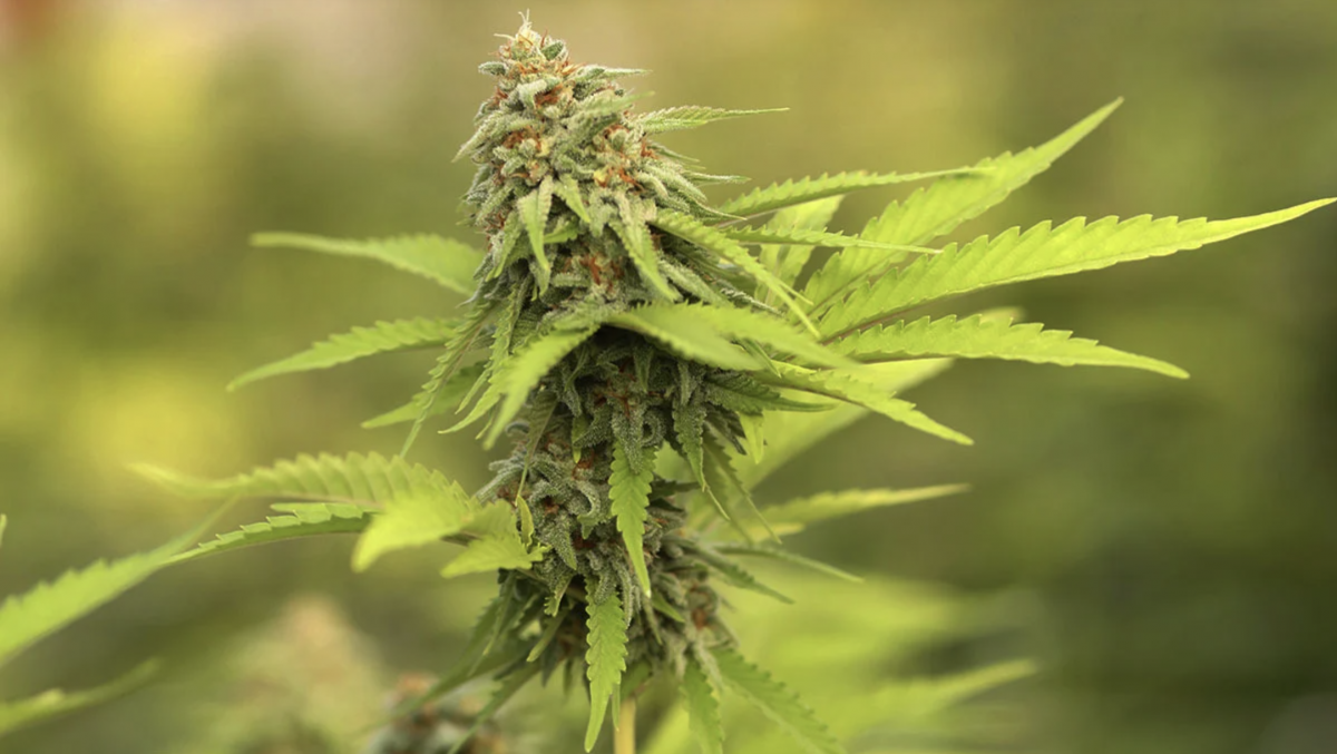 Screenshot 2021-05-04 at 13.00.36.png