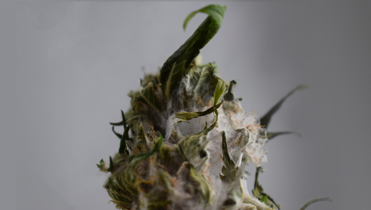 Dry bud with rot