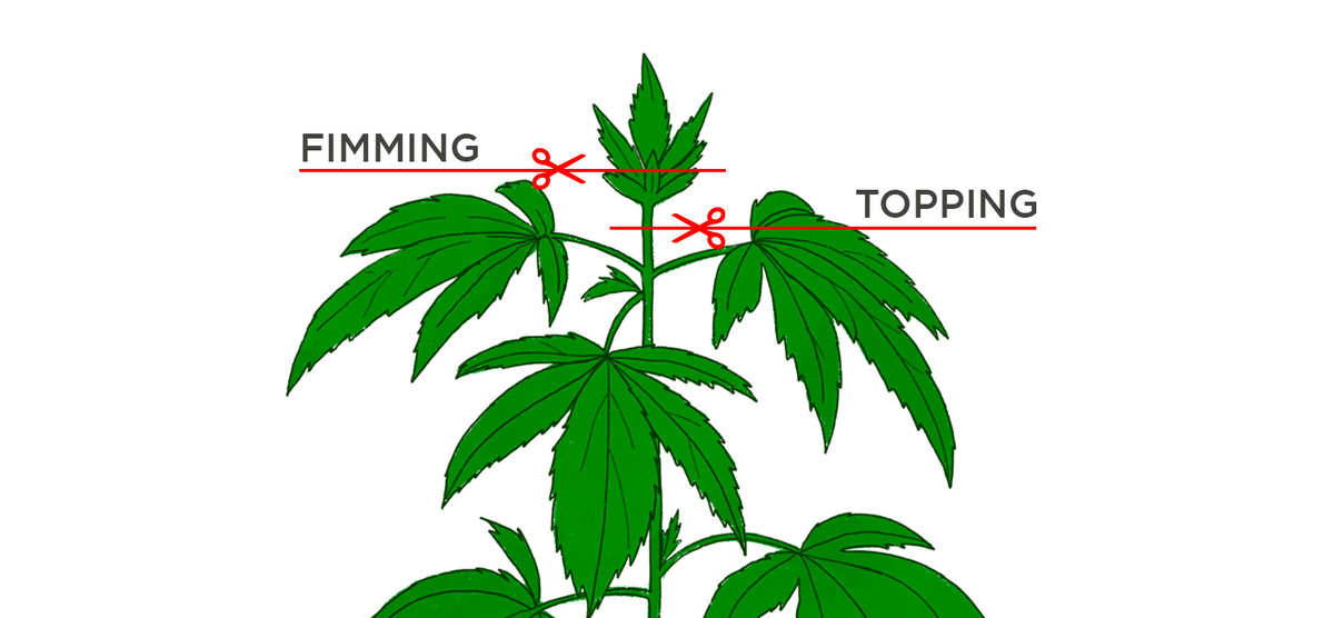 All About Fimming Autoflowering Cannabis Plants: Fimming vs Topping All About Fimming Autoflowering Cannabis Plants: Fimming vs Topping