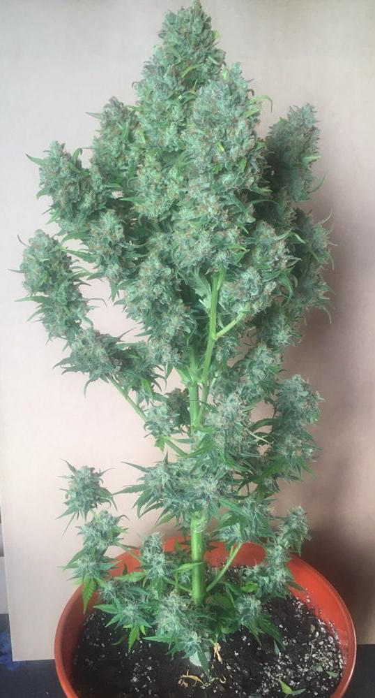 fast-buds-gorilla-glue-auto.jpg Fast Buds' Gorilla Glue Auto