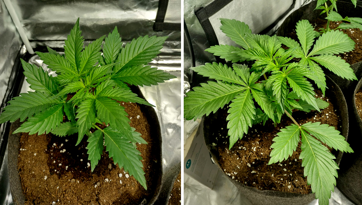 AK auto cannabis strain: week 3