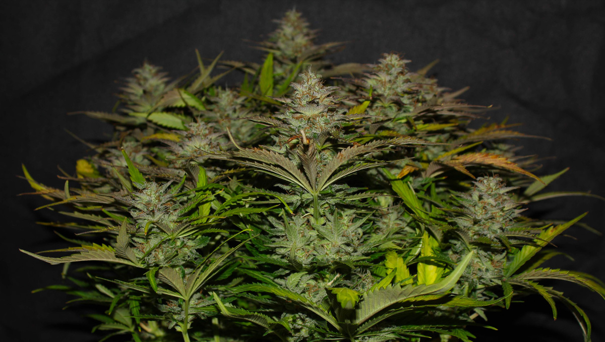 Original Auto Cheese