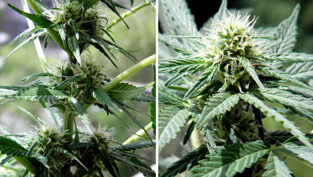 Jak dlouho trvají samonakvétací květy od výsevu do sklizně: 6. týden - první polovina kvetení Jak dlouho trvají samonakvétací květy od výsevu do sklizně: 6. týden - první polovina kvetení