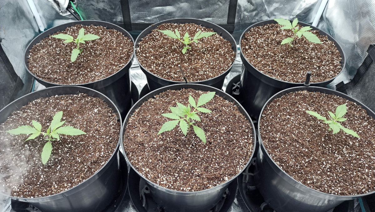 Strawberry Pie Auto Cannabis Strain Week-by-Week Guide: 2-weeks old weed seedlings in large plastic pots Strawberry Pie Auto Cannabis Strain Week-by-Week Guide: 2-weeks old weed seedlings in large plastic pots