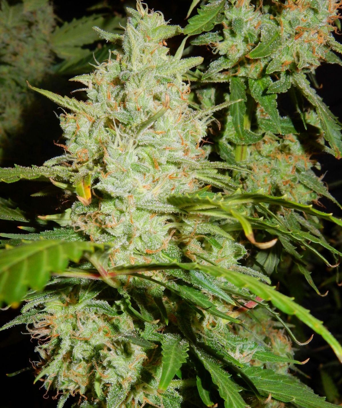 Fastbuds BDM by Hawkbo.jpg