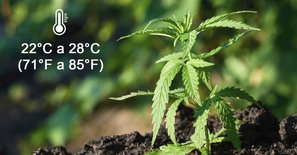 9 erros a evitar: melhor temperatura