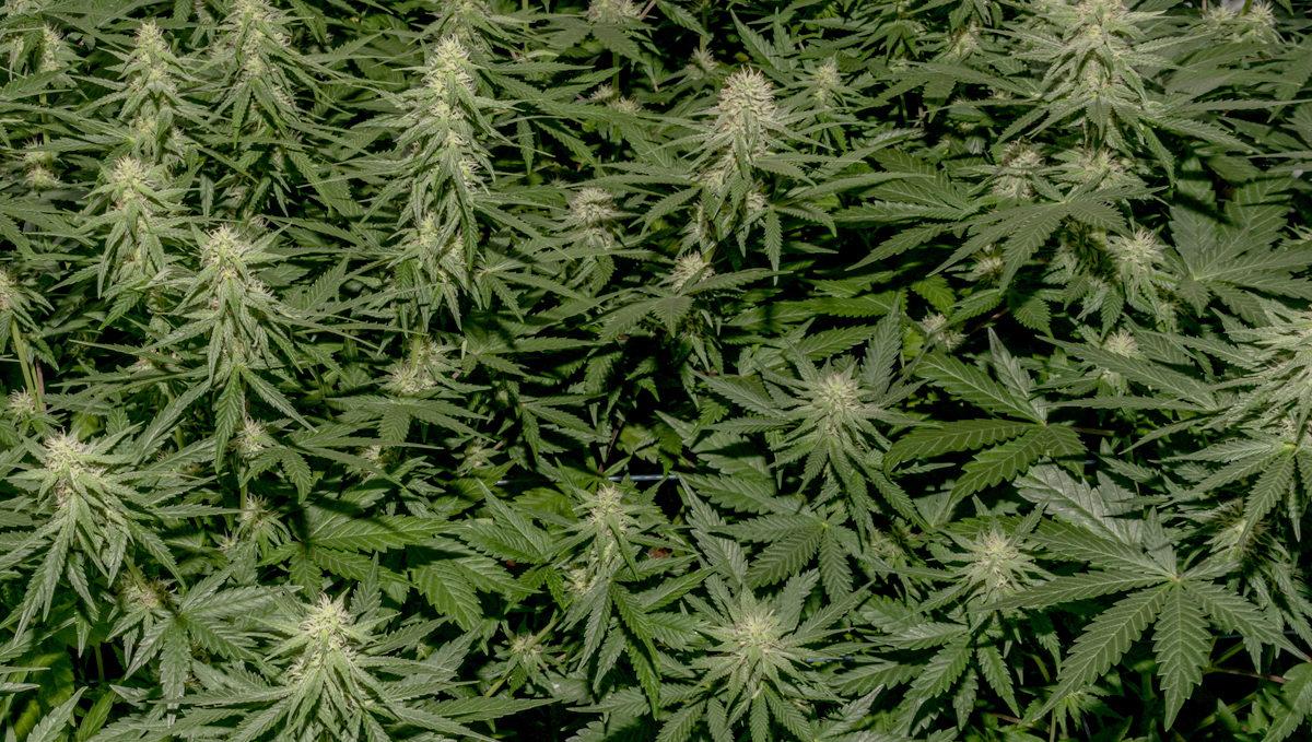 B.a.c mineral feeding schedule: organic bloom