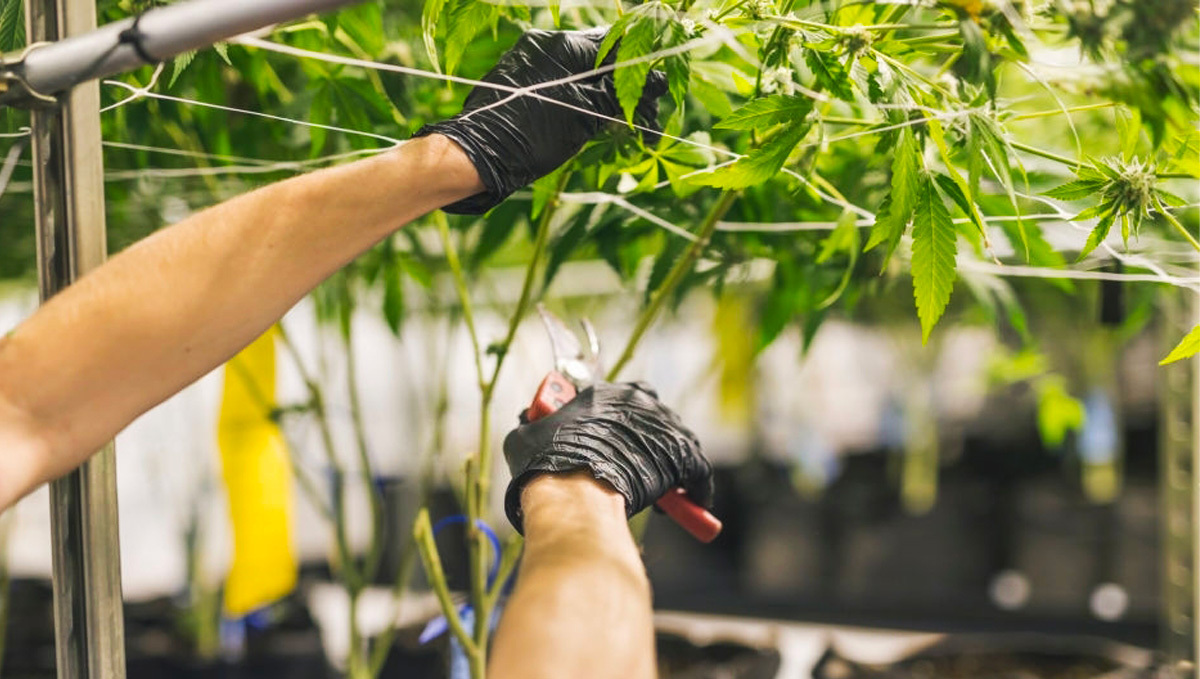 Wann sollten Fächerblätter bei Cannabis entfernt werden Wann sollten Fächerblätter bei Cannabis entfernt werden