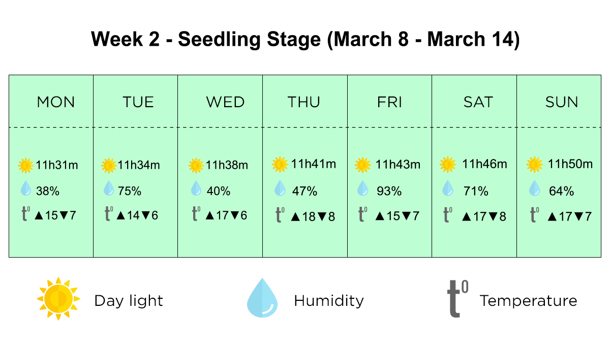 Outdoor cannabis grow in Italy: the seedling stage