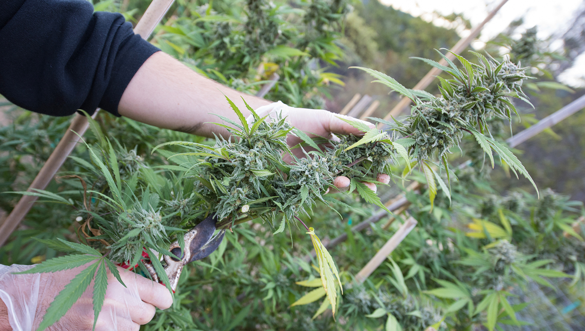 How to increase thc: how to do it How to increase thc: how to do it