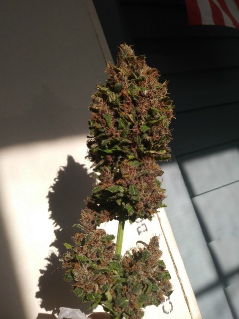 c4.png Fast Buds' C4