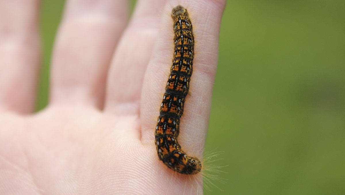 If you remove the caterpillars by hand you even allow them to live and turn into butterflies! If you remove the caterpillars by hand you even allow them to live and turn into butterflies!