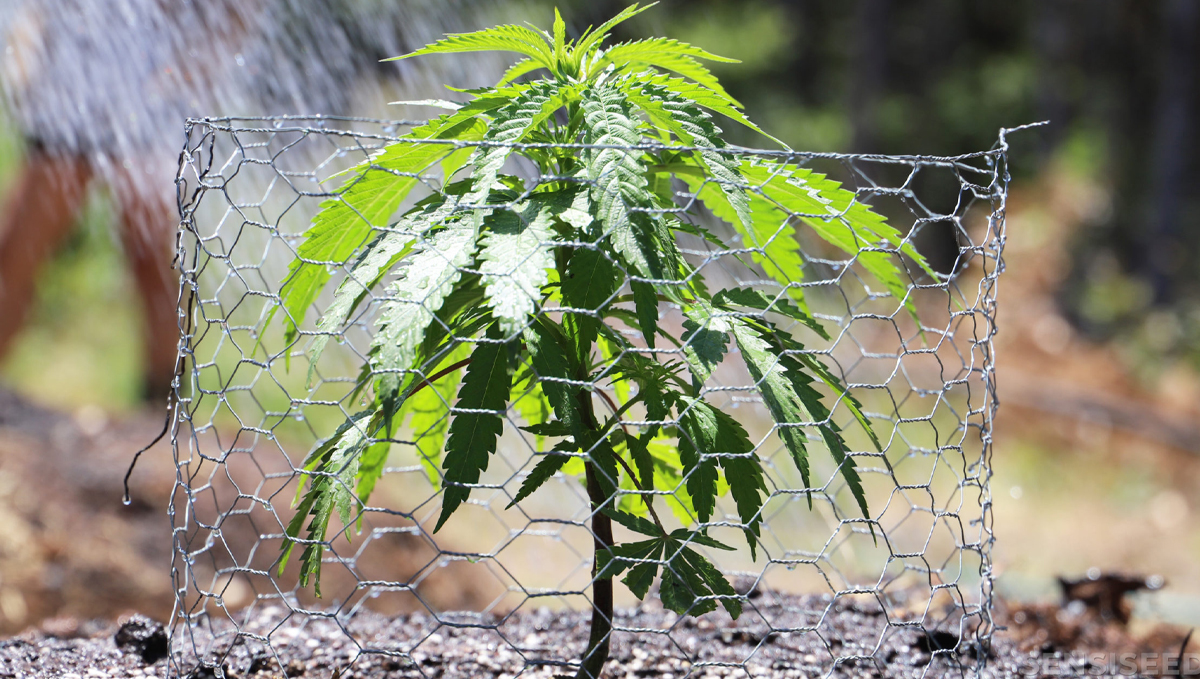 Growing Autoflowering Cannabis Outdoors: protect your plants with a gopher wire cage Growing Autoflowering Cannabis Outdoors: protect your plants with a gopher wire cage