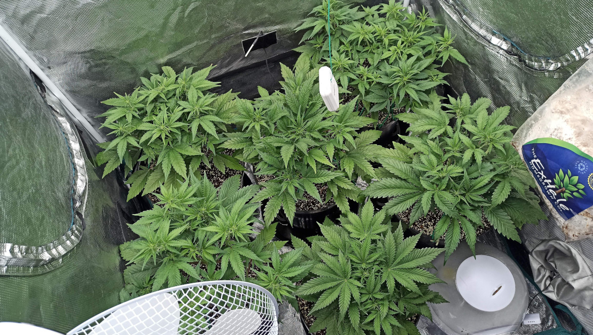 Strawberry Pie Auto Cannabis Strain Week-by-Week Guide: Vegging autoflowers in a tent Strawberry Pie Auto Cannabis Strain Week-by-Week Guide: Vegging autoflowers in a tent