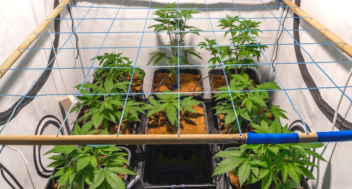 SCROG Screen of Green