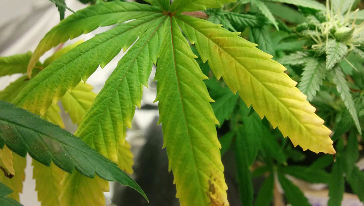 Bester Fütterungsplan für Autos: Unterversorgung Bester Fütterungsplan für Autos: Unterversorgung